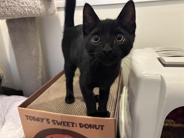 JARVIS, Adoptable, Kitten Male Domestic Short Hair.