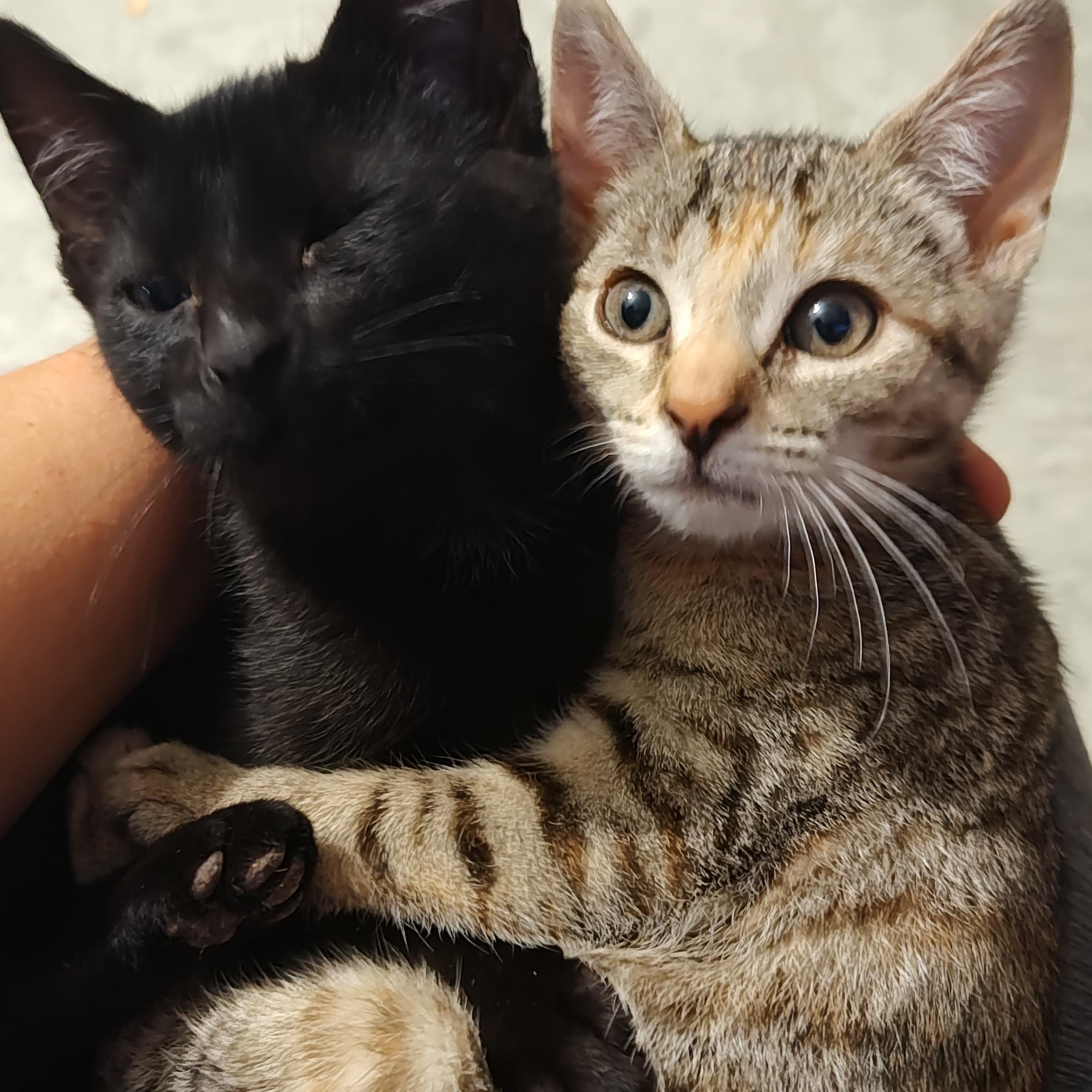 Mr. Meowgy Andri, Baby Male Domestic Short Hair