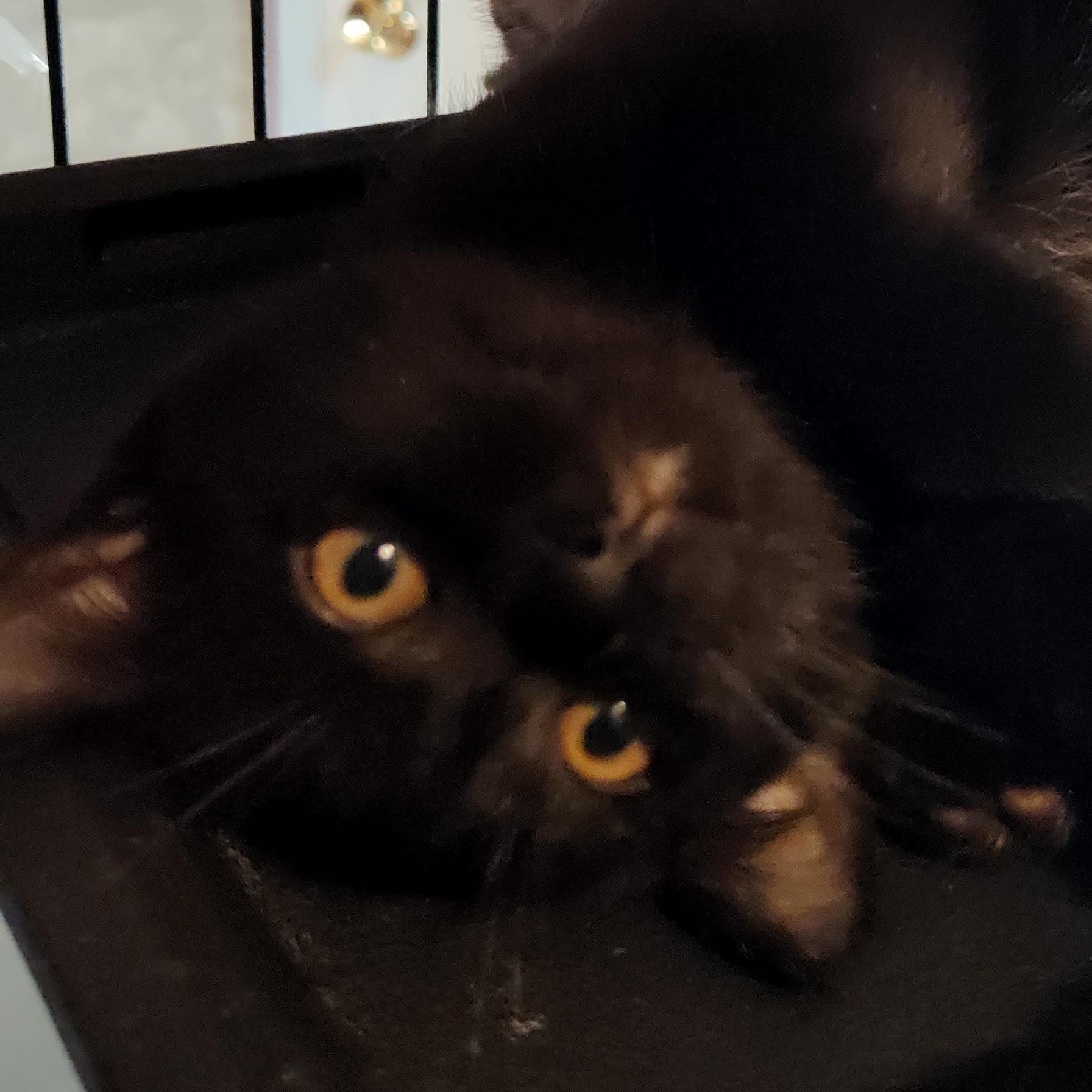 Mr. Meowgy Andri photo 5