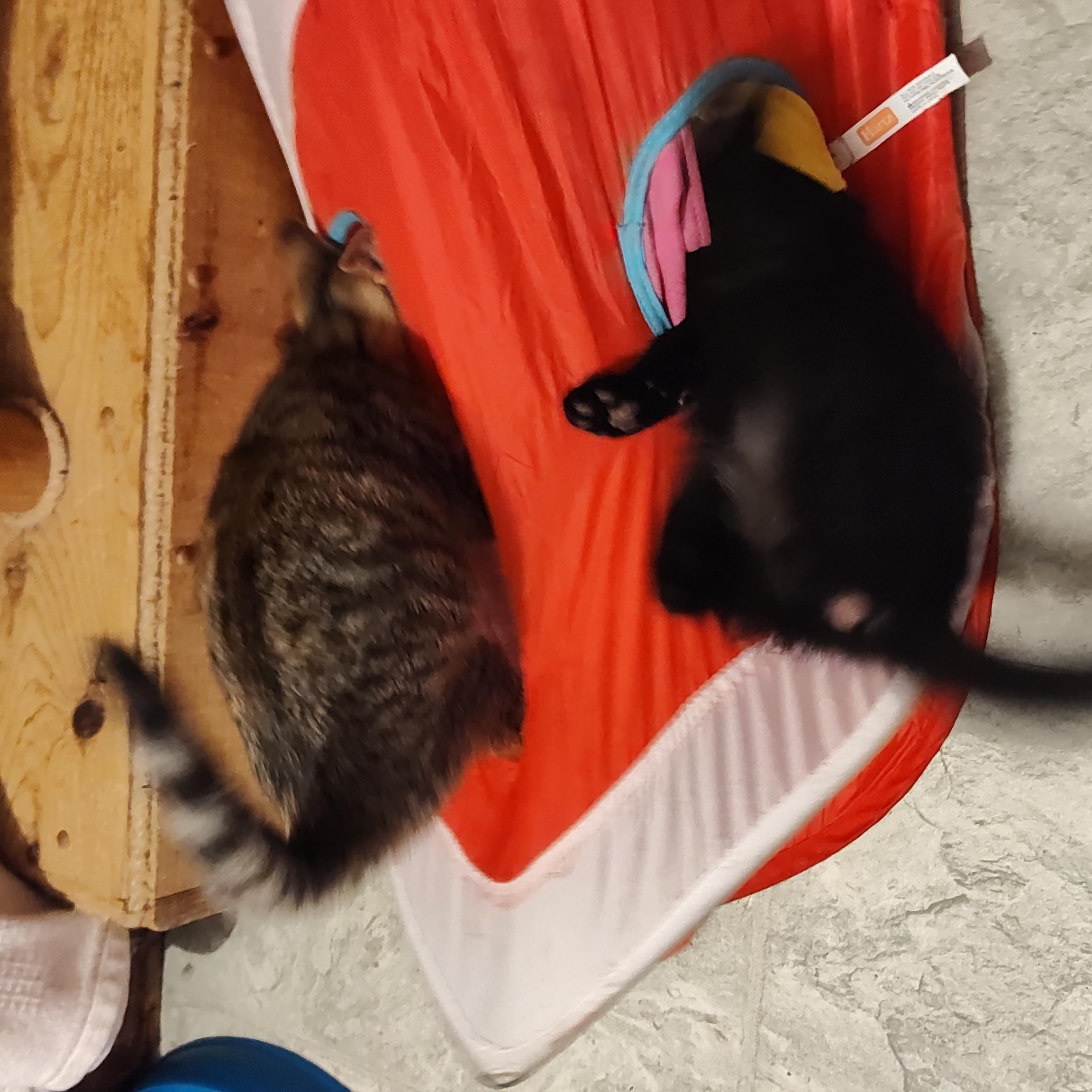 Mr. Meowgy Andri photo 2