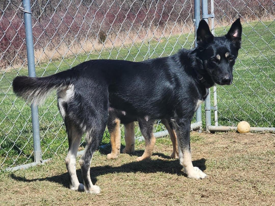 Enlarge D122 Litter Luna, mom, a Adoptable mixed breed in Livonia, MI image 2/2