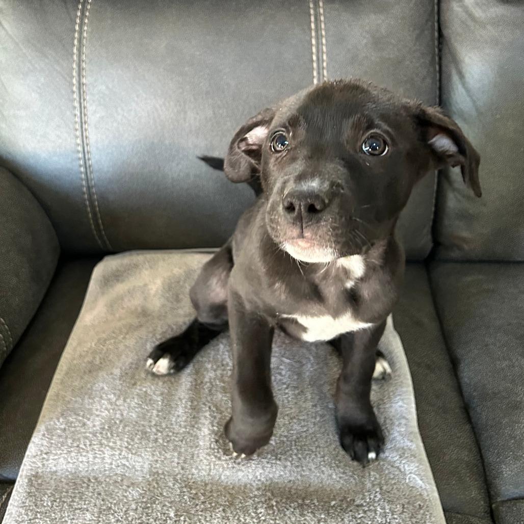 Clover, Adoptable, Young Female Mixed Breed.