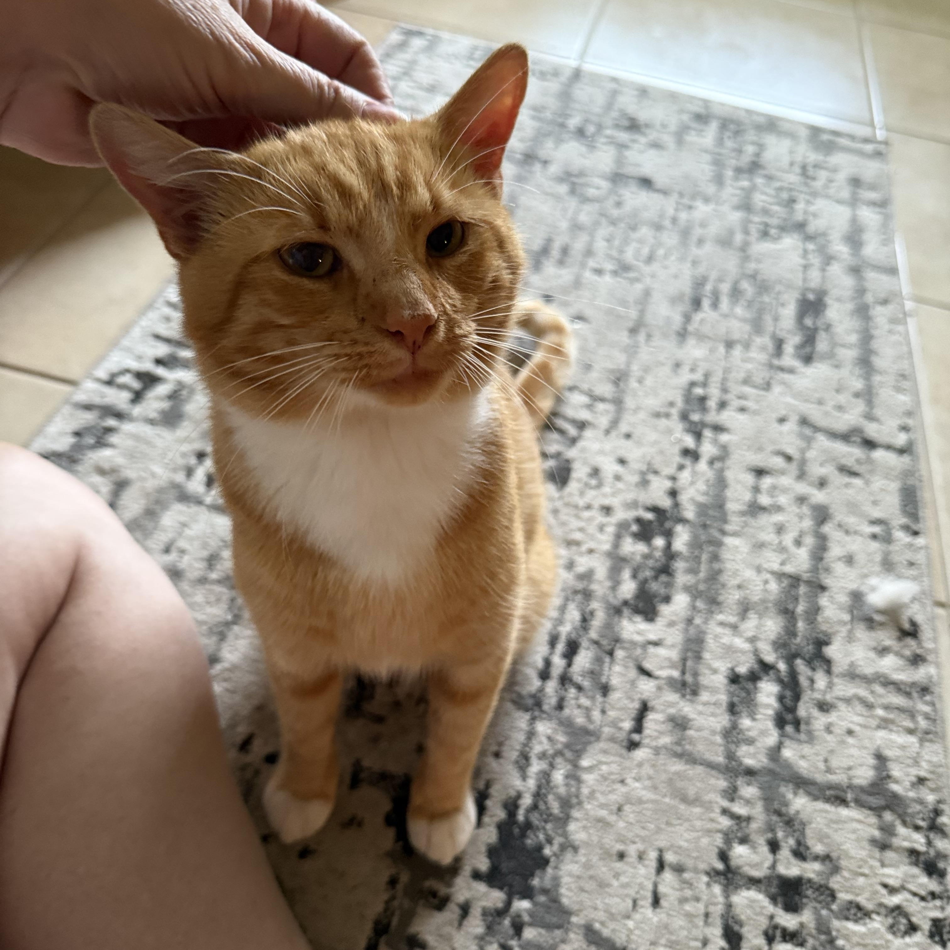 Rusty, a Adoptable Tuxedo in Wimauma, FL image 5/6