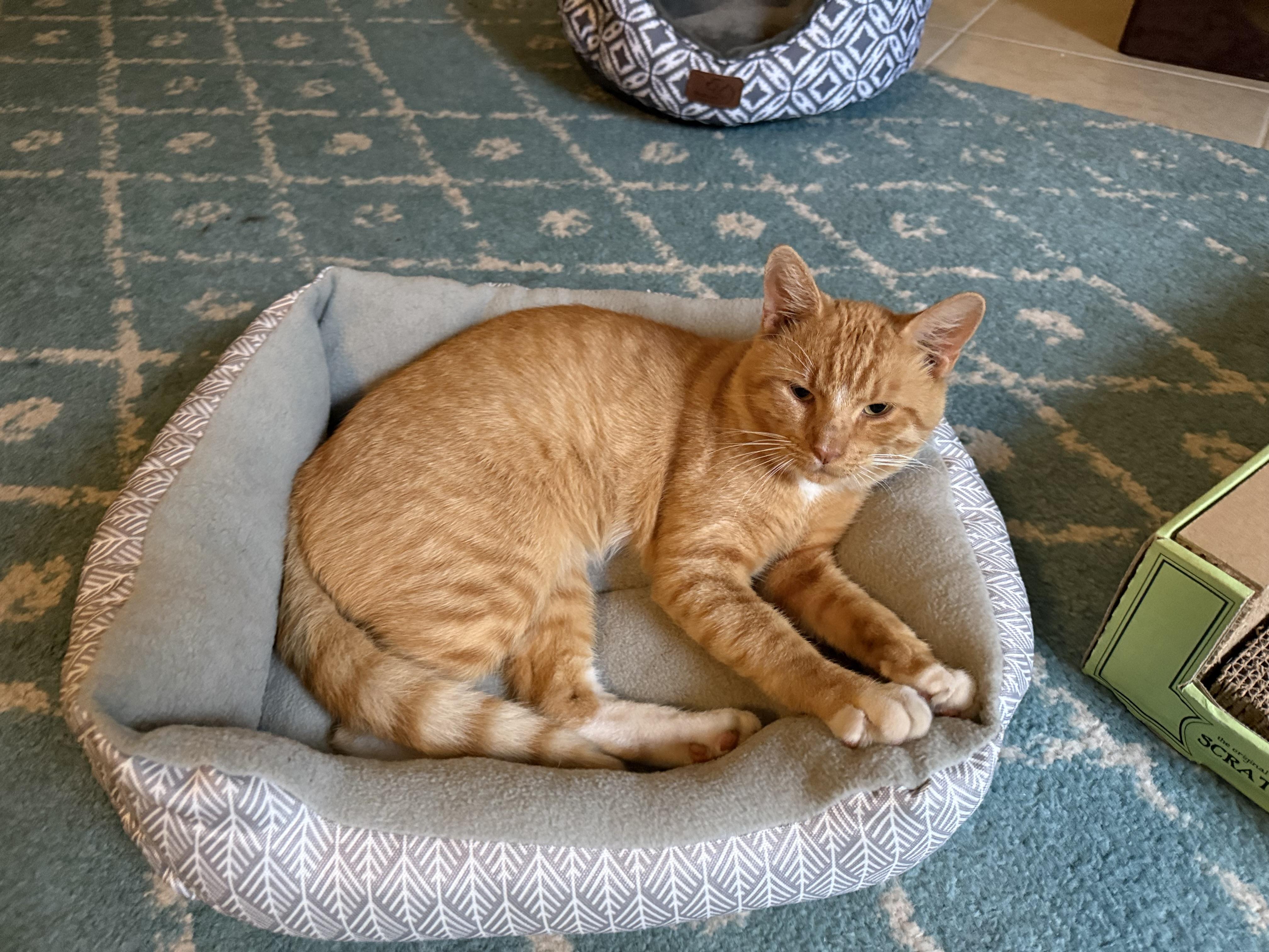 Rusty, a Adoptable Tuxedo in Wimauma, FL image 2/6