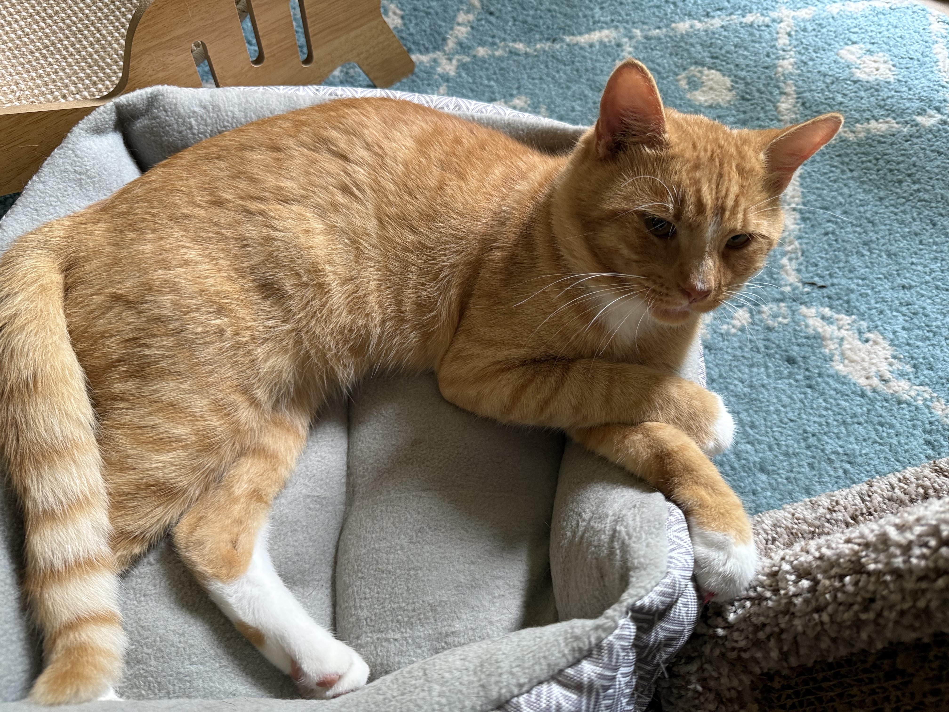 Rusty, a Adoptable Tuxedo in Wimauma, FL image 3/6