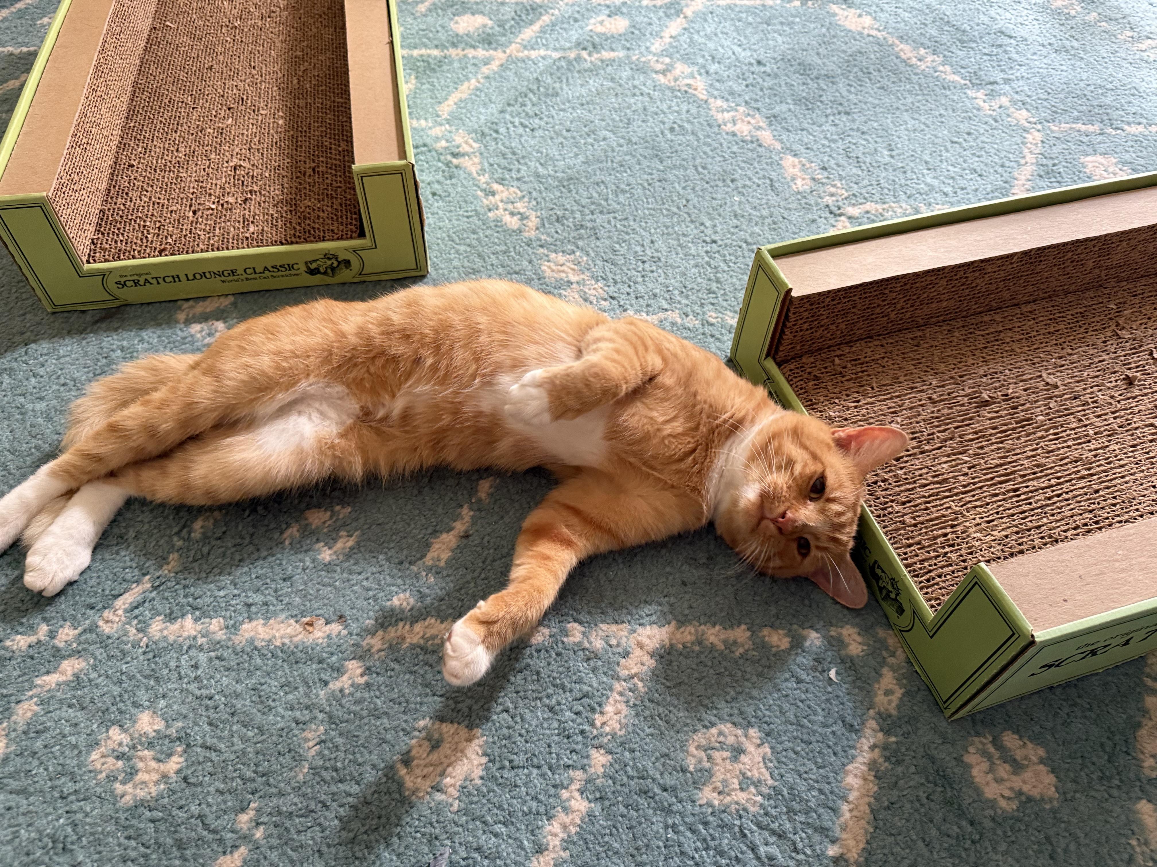 Rusty, a Adoptable Tuxedo in Wimauma, FL image 6/6