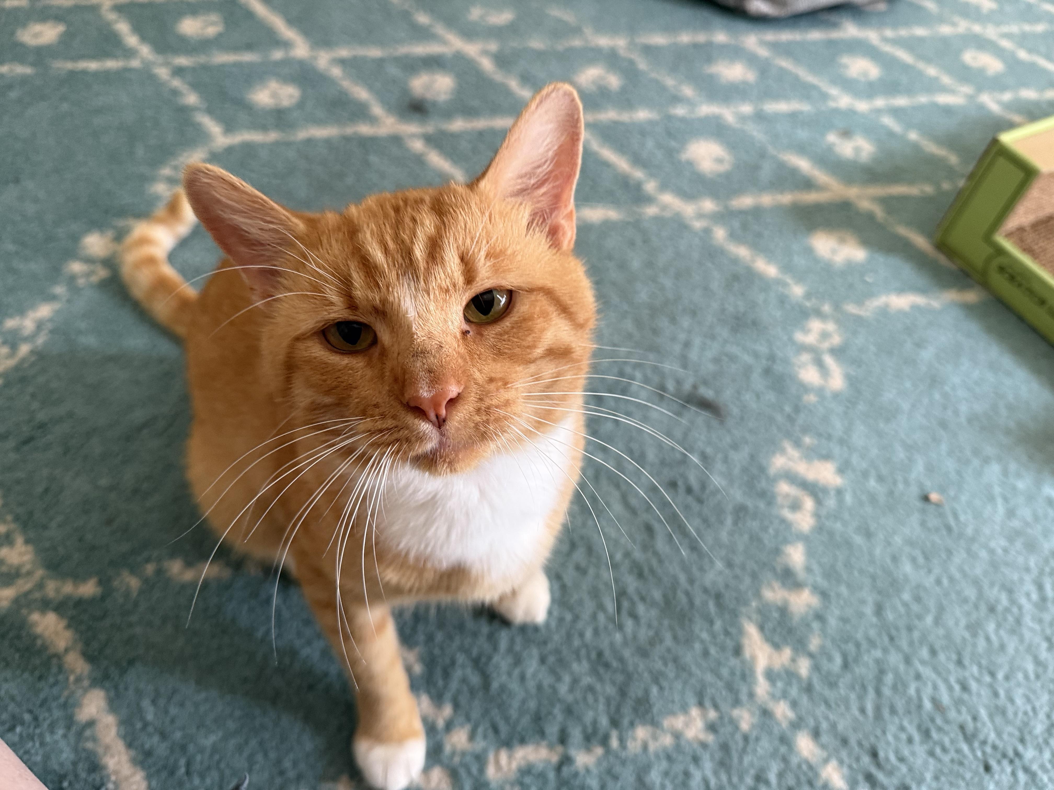 Rusty, a Adoptable Tuxedo in Wimauma, FL image 1/6