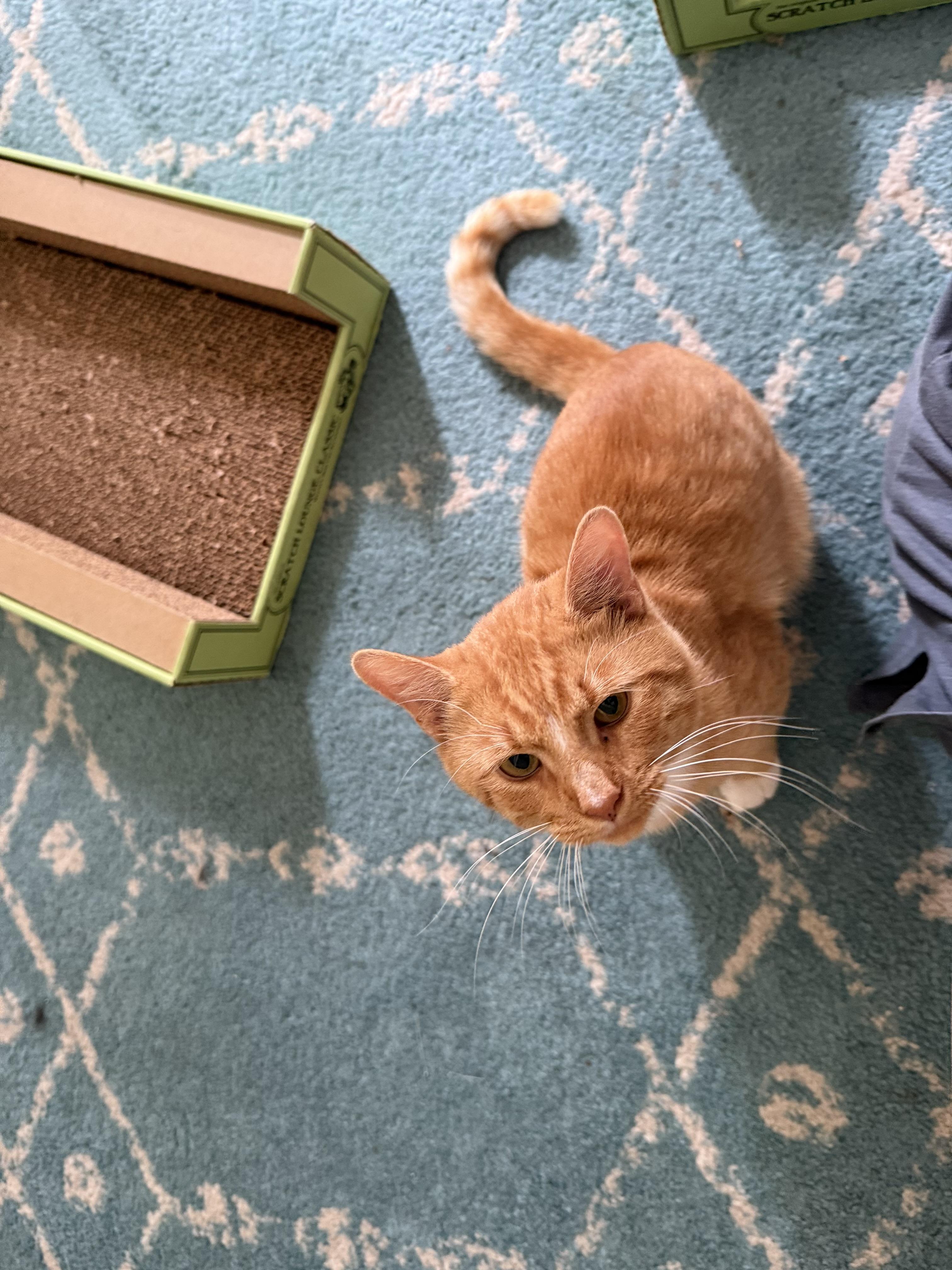 Rusty, a Adoptable Tuxedo in Wimauma, FL image 4/6