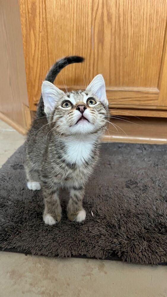 Mutt the Cat, a Adoptable mixed breed in Richardson, TX image 1/3