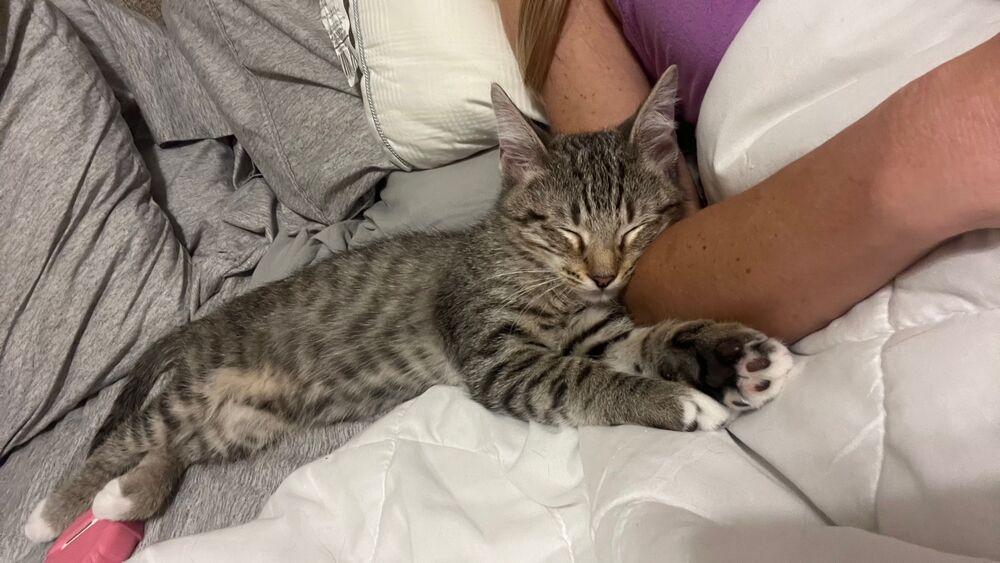 Mutt the Cat, a Adoptable mixed breed in Richardson, TX image 2/3