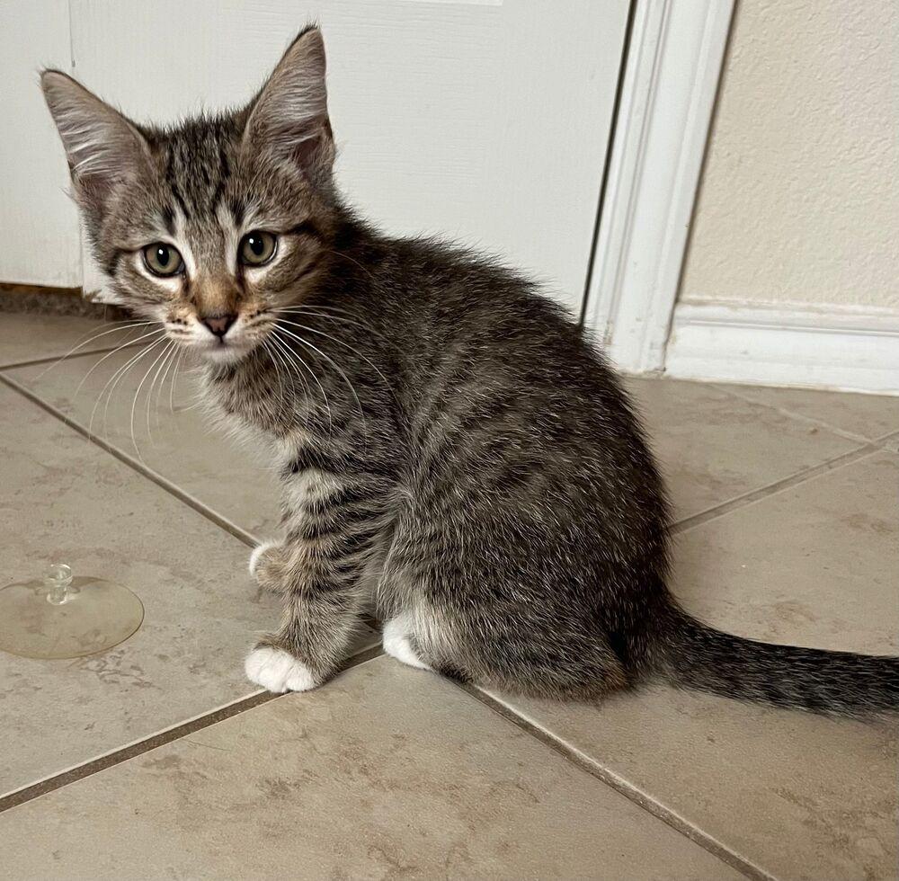 Mutt the Cat, a Adoptable mixed breed in Richardson, TX image 3/3