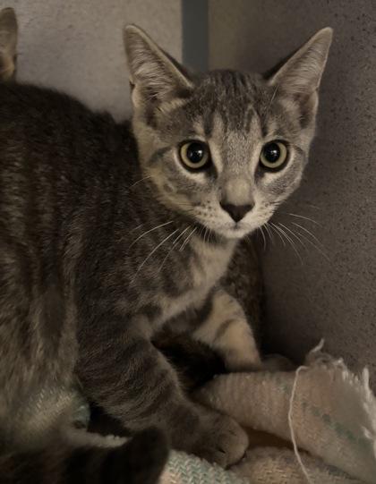 Aang - I AM AT PetSmart Northborough, Adoptable, Kitten Male Domestic Short Hair & Domestic Short Hair.