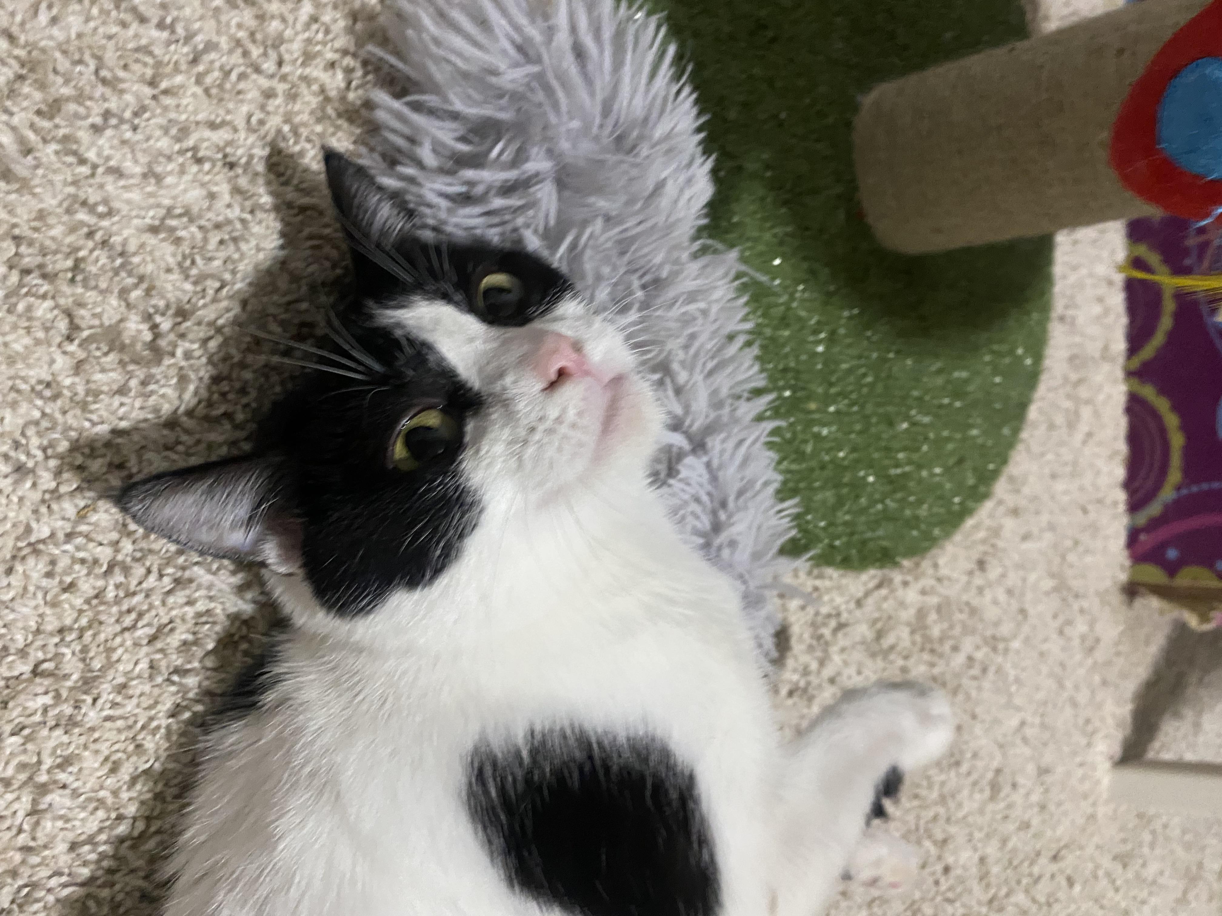 Missy , a ADOPTABLE mixed breed in Bonney Lake, WA image 2/4