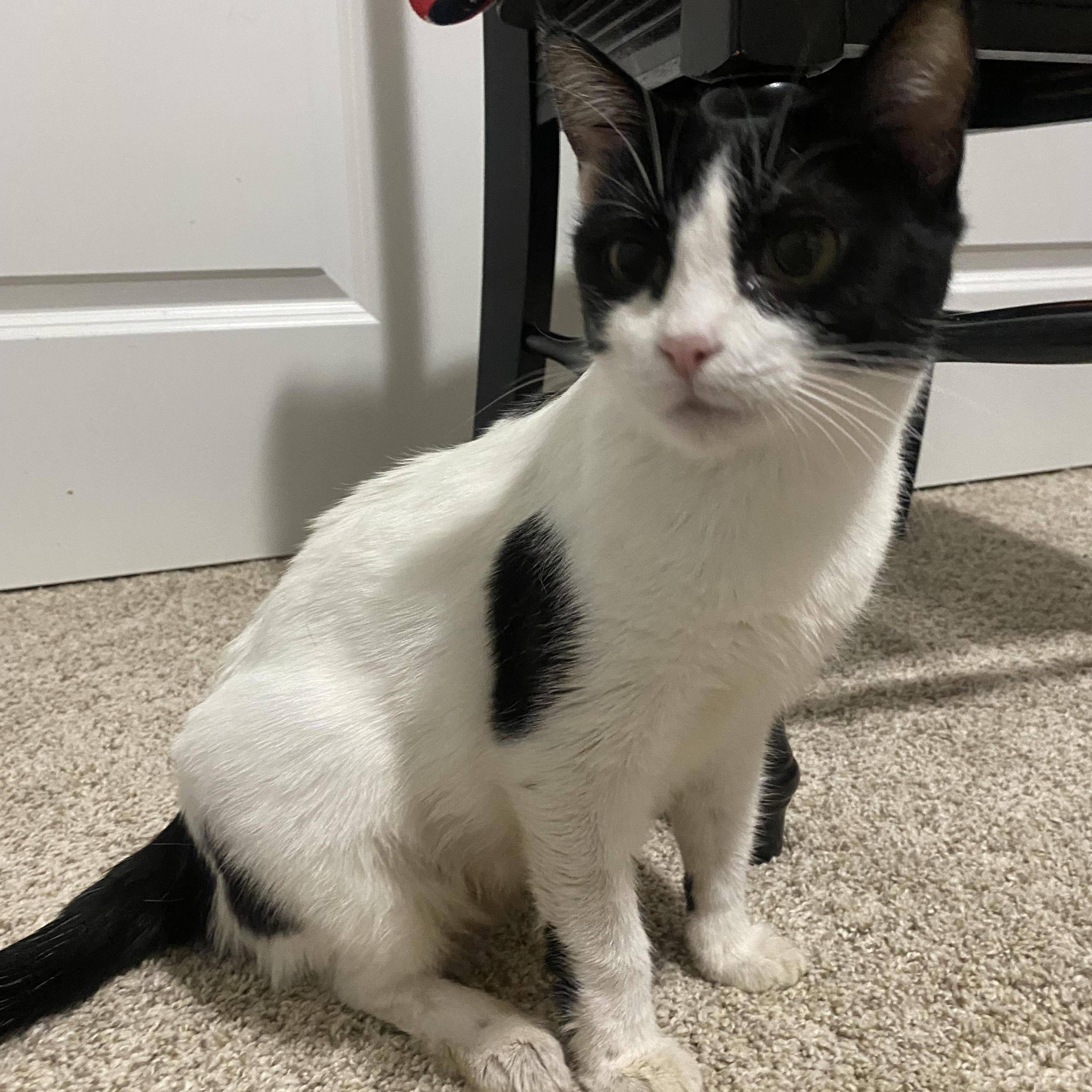 Missy , ADOPTABLE, Adult Female Domestic Short Hair.