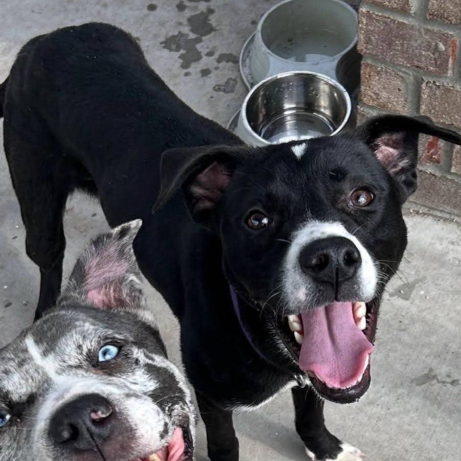 Enlarge Valentine, a Adoptable Mixed Breed in Myrtle Beach, SC image 1/1