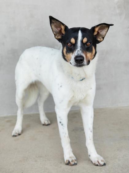 Enlarge Yule, a Adoptable mixed breed in Longmont, CO image 1/2