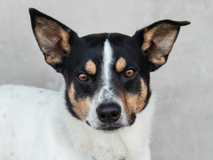 Enlarge Yule, a Adoptable mixed breed in Longmont, CO image 2/2