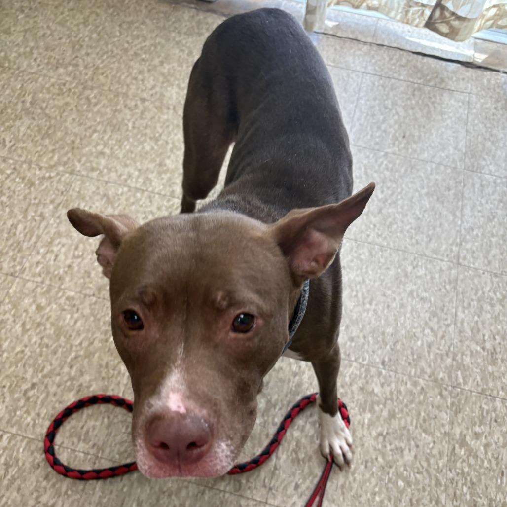 Enlarge Almond, a Adoptable mixed breed in Warren, PA image 1/1