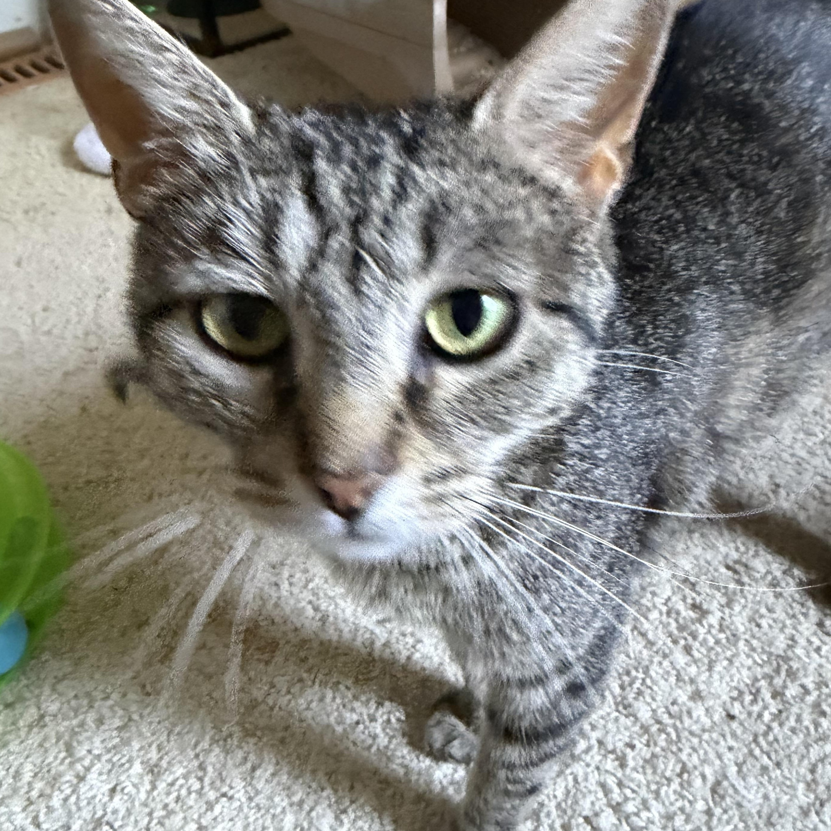 Elsa Groth, a ADOPTABLE Domestic Short Hair in Denver, CO image 3/5