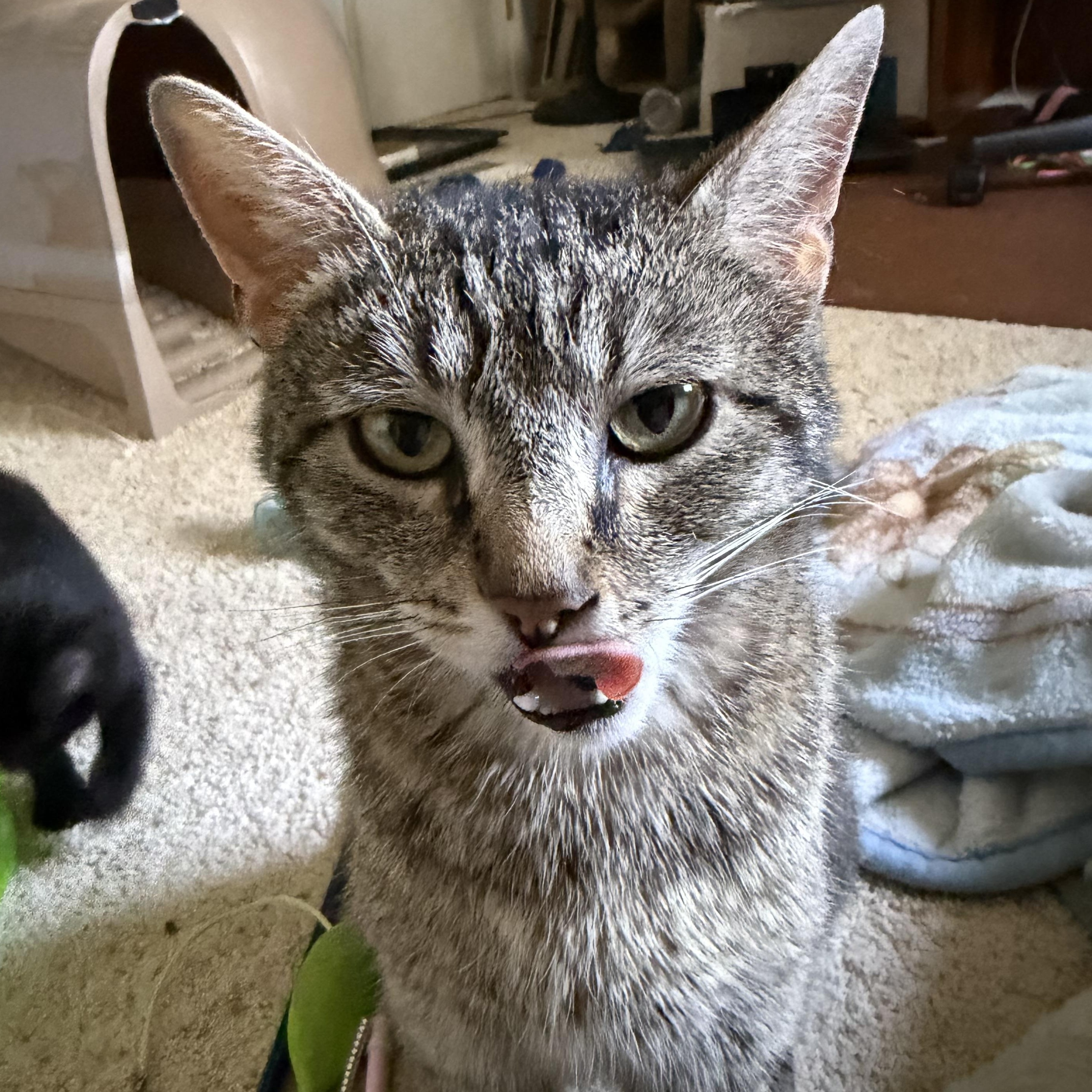 Elsa Groth, a ADOPTABLE Domestic Short Hair in Denver, CO image 2/5