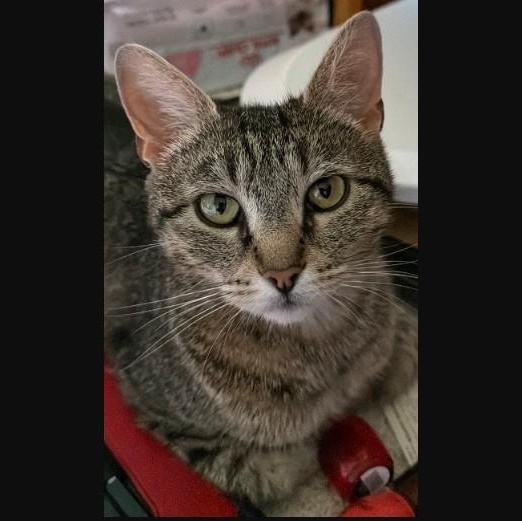 Elsa Groth, a ADOPTABLE Domestic Short Hair in Denver, CO image 1/5