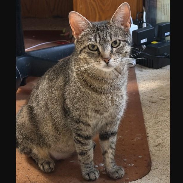 Elsa Groth, a ADOPTABLE Domestic Short Hair in Denver, CO image 5/5
