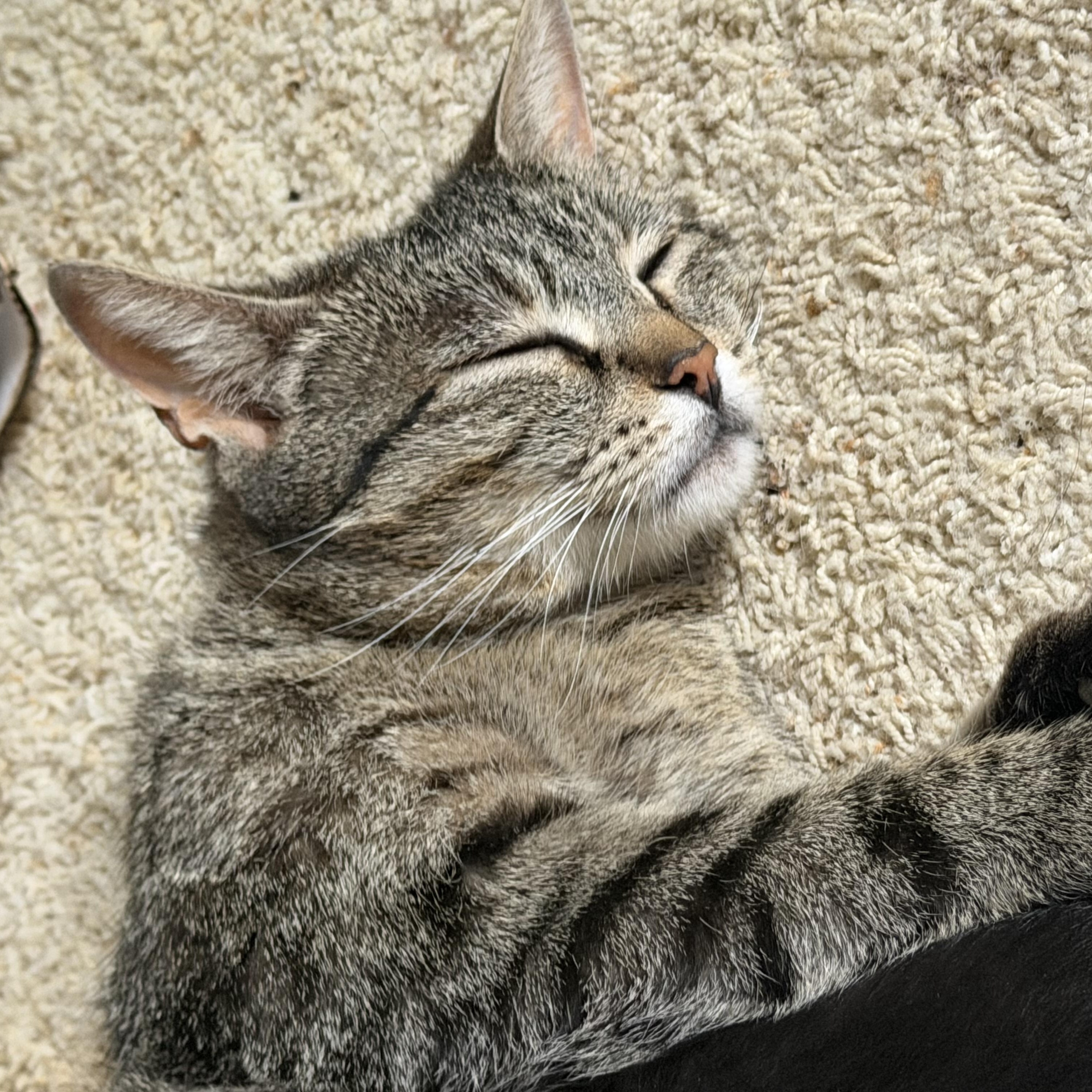 Elsa Groth, a ADOPTABLE Domestic Short Hair in Denver, CO image 4/5