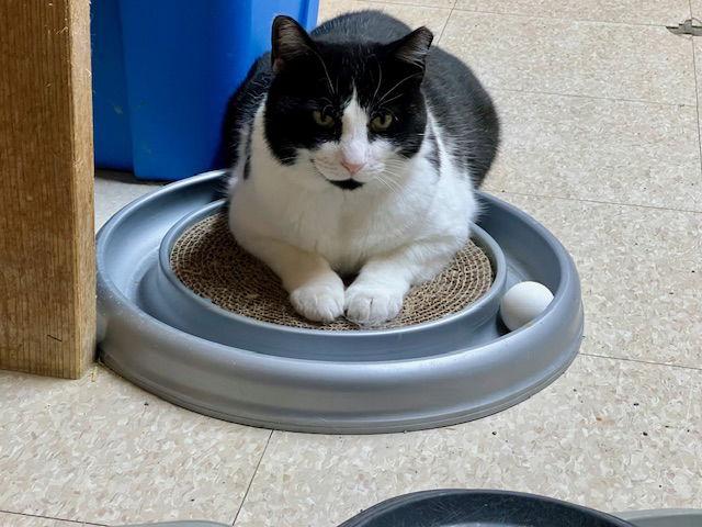 Symmes, Adoptable, Adult Male American Shorthair.
