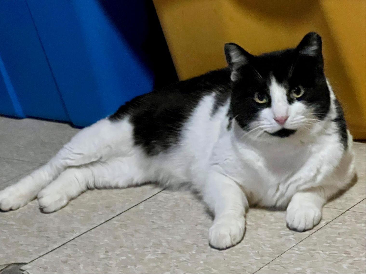 Symmes, a Adoptable American Shorthair in Spring Lake, NJ image 2/3