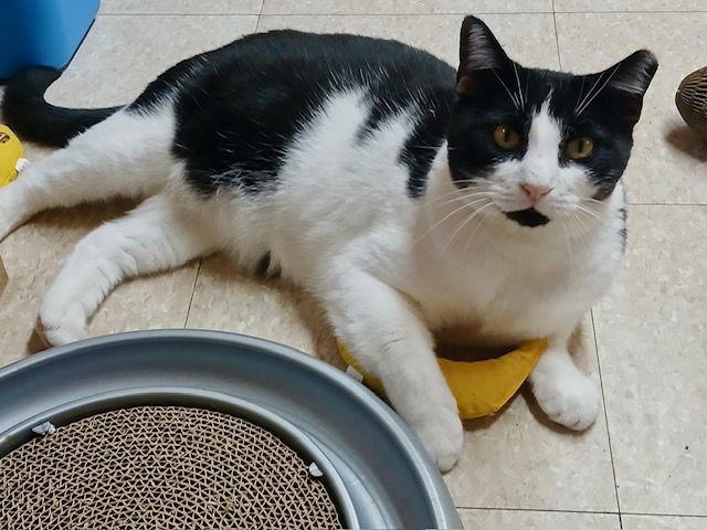 Symmes, a Adoptable American Shorthair in Spring Lake, NJ image 3/3