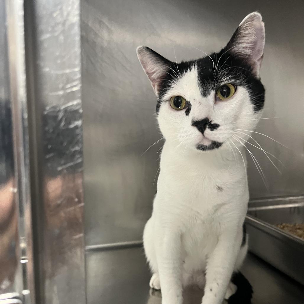 Enlarge Cowboy, a Adoptable Domestic Short Hair in Idaho Falls, ID image 1/1