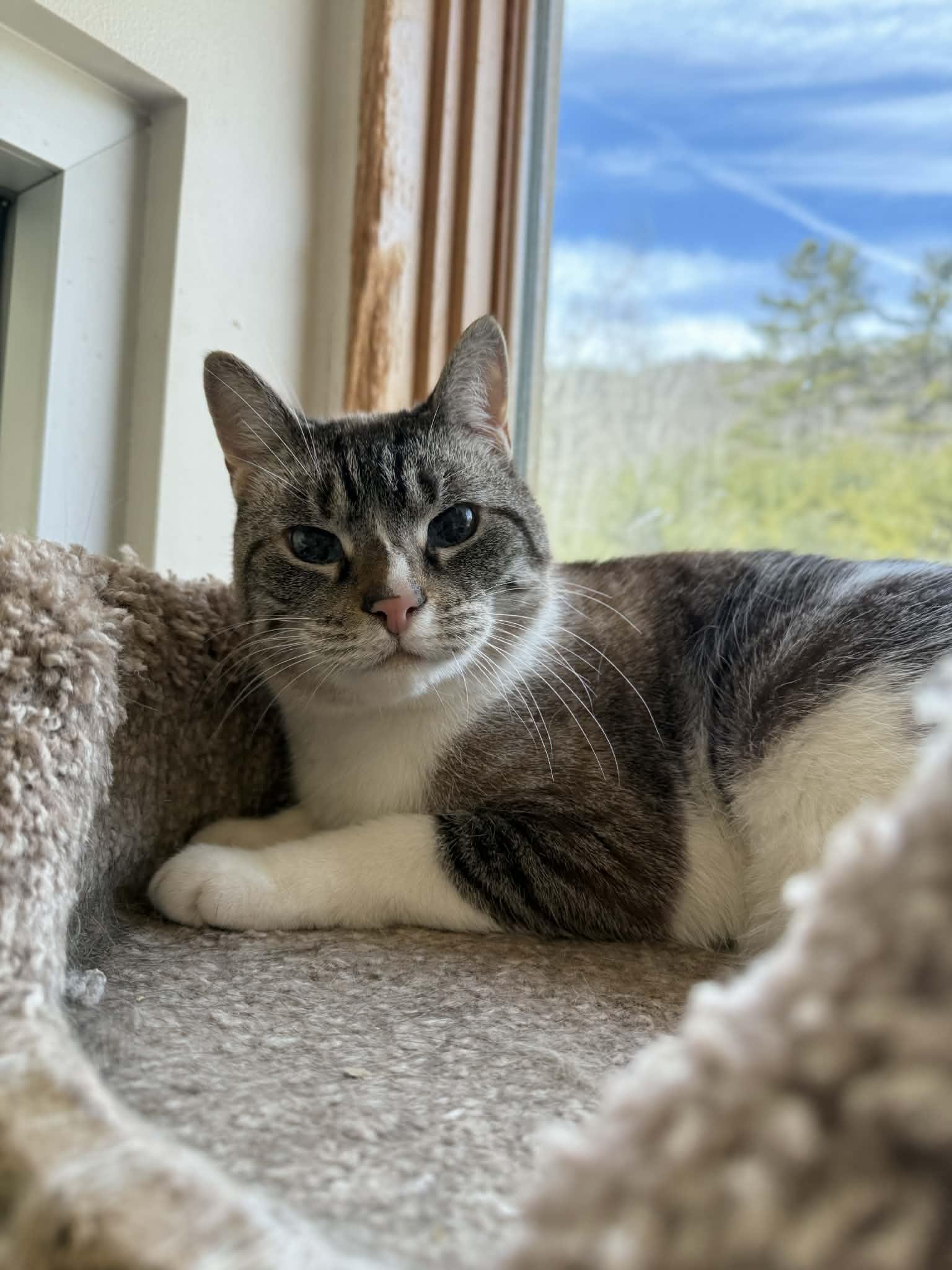 Cozzy, Adoptable, Senior Male Domestic Short Hair.