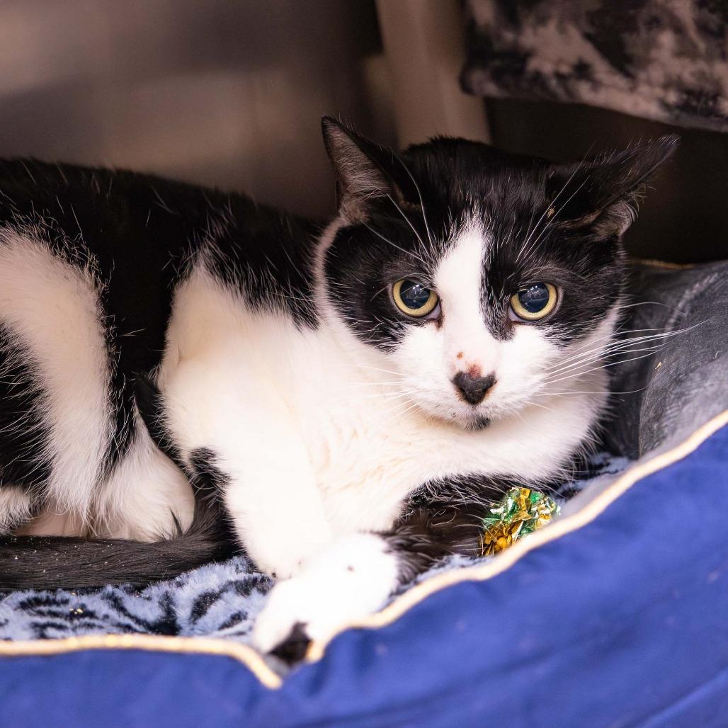 Mr. Kitty, Adoptable, Adult Male Domestic Short Hair.