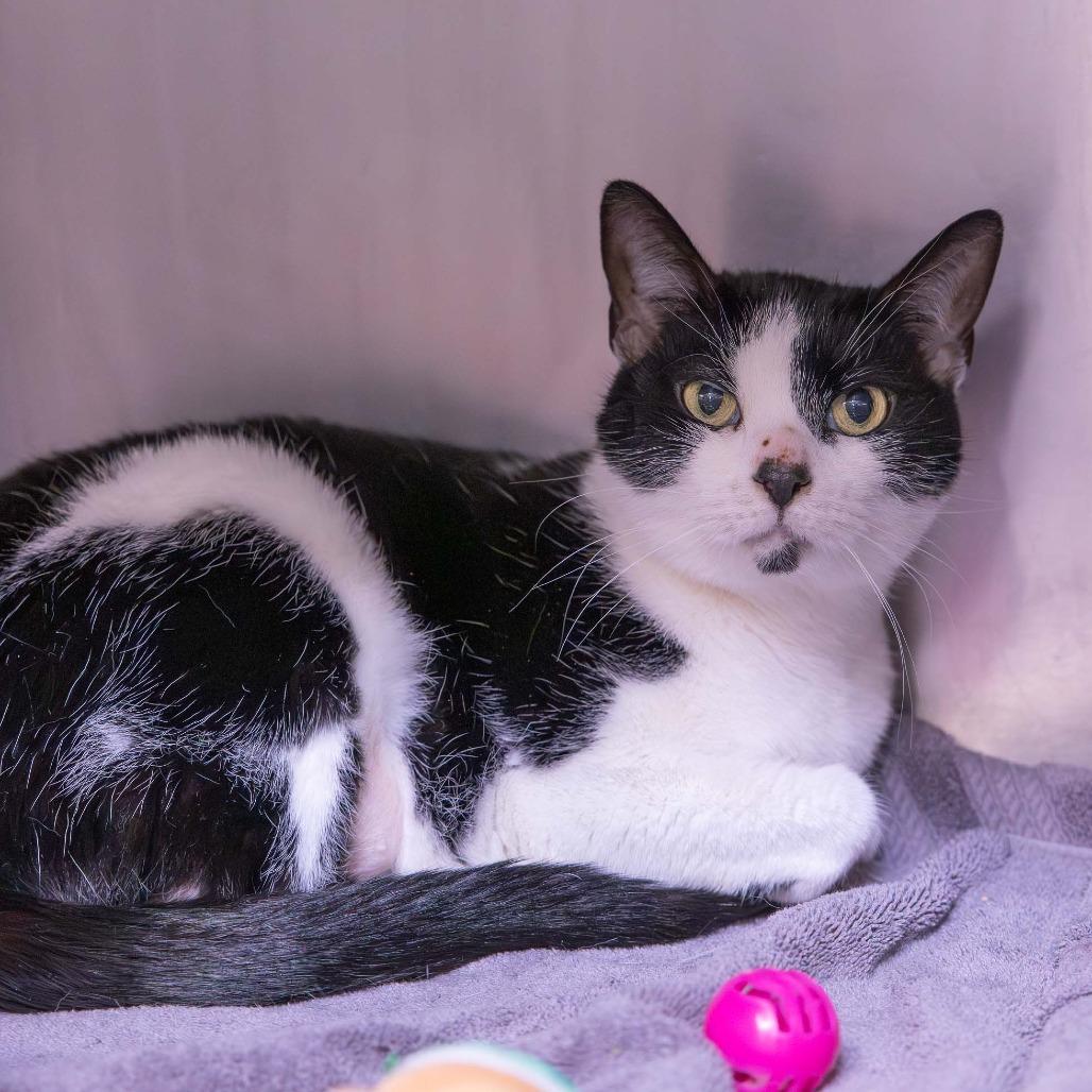 Enlarge Mr. Kitty, a Adoptable Domestic Short Hair in Mentor, OH image 2/4