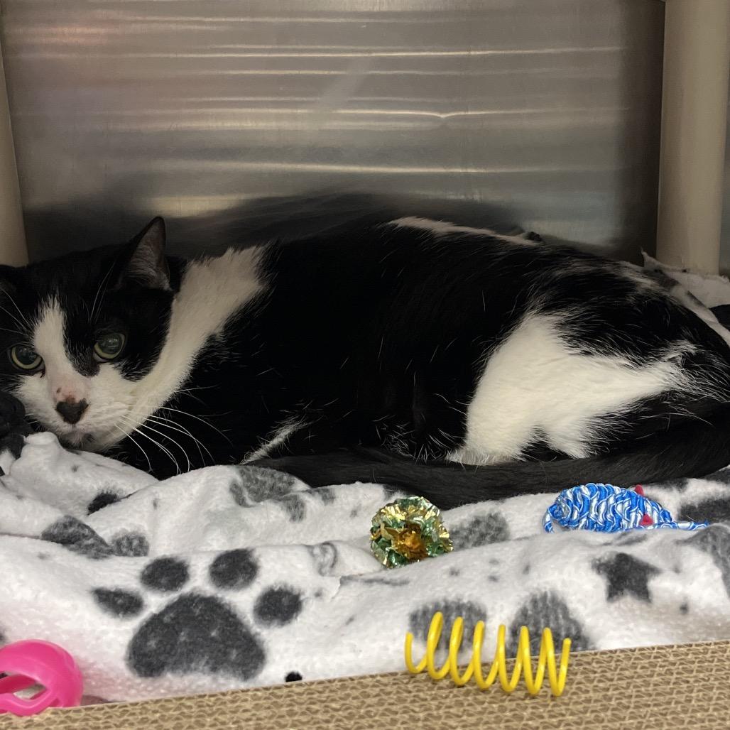 Enlarge Mr. Kitty, a Adoptable Domestic Short Hair in Mentor, OH image 3/4