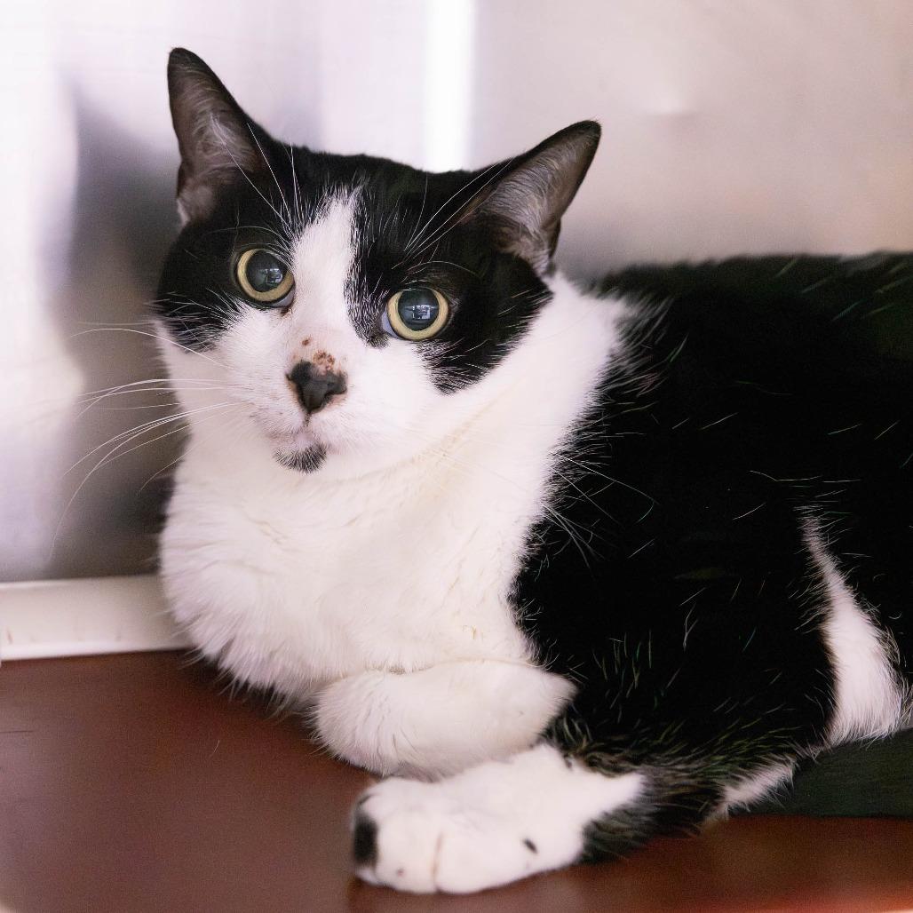 Enlarge Mr. Kitty, a Adoptable Domestic Short Hair in Mentor, OH image 4/4