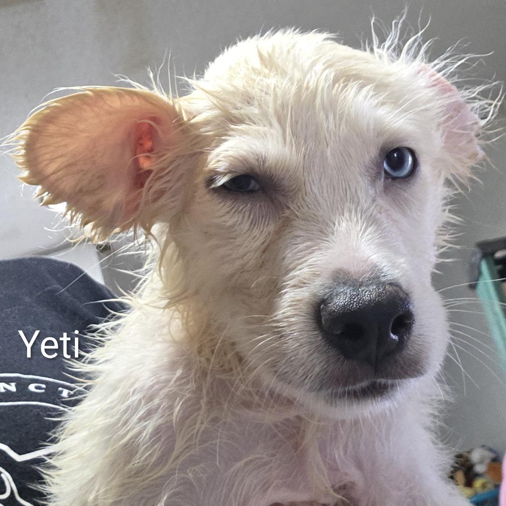 Enlarge Yeti, a Adoptable mixed breed in Oxford, ME image 1/4