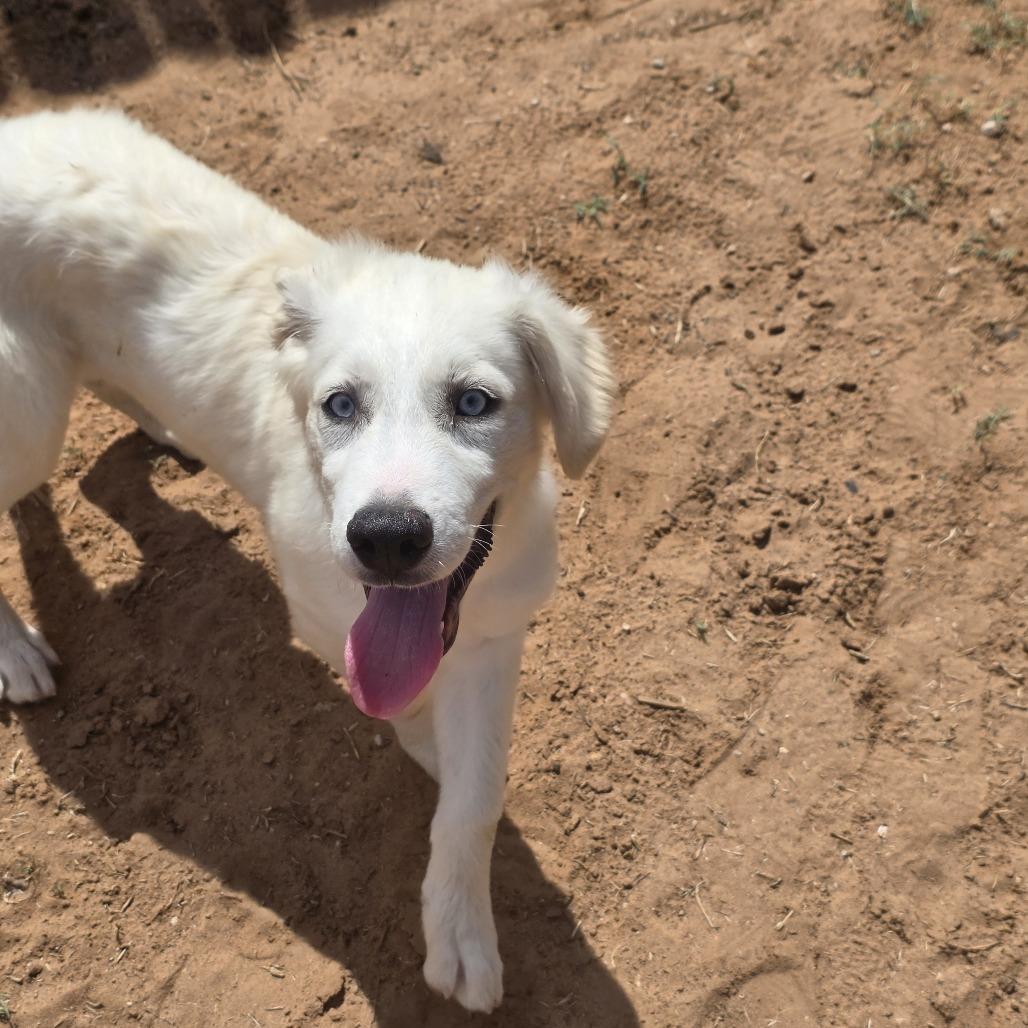 Enlarge Yeti, a Adoptable mixed breed in Oxford, ME image 3/4