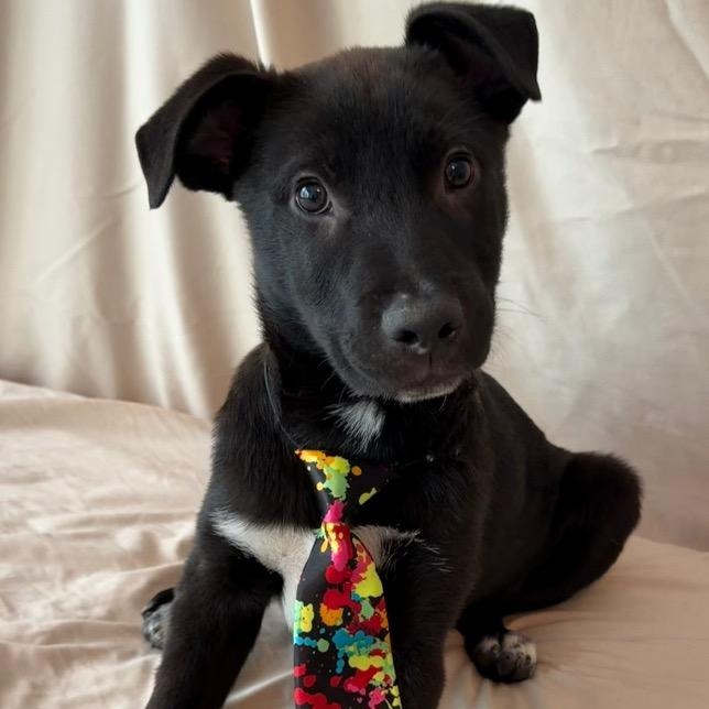 Enlarge Azriel, a ADOPTABLE mixed breed in The Woodlands, TX image 5/5