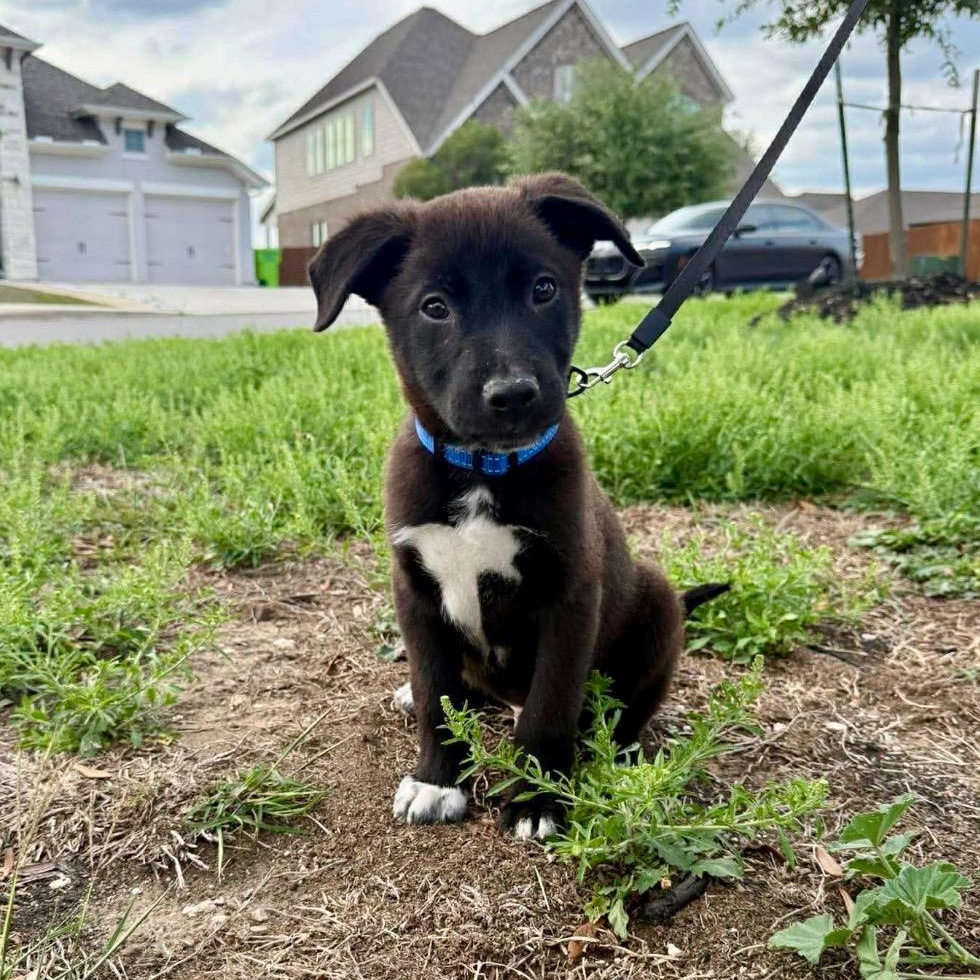 Enlarge Azriel, a ADOPTABLE mixed breed in The Woodlands, TX image 2/5