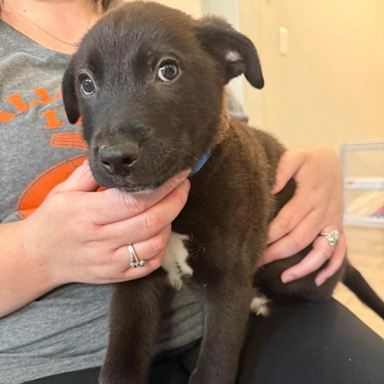 Enlarge Azriel, a ADOPTABLE mixed breed in The Woodlands, TX image 4/5