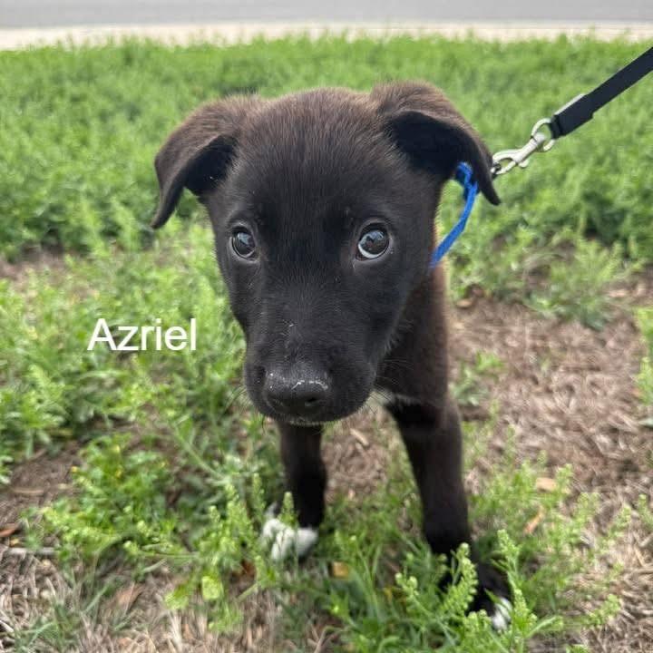 Enlarge Azriel, a ADOPTABLE mixed breed in The Woodlands, TX image 3/5