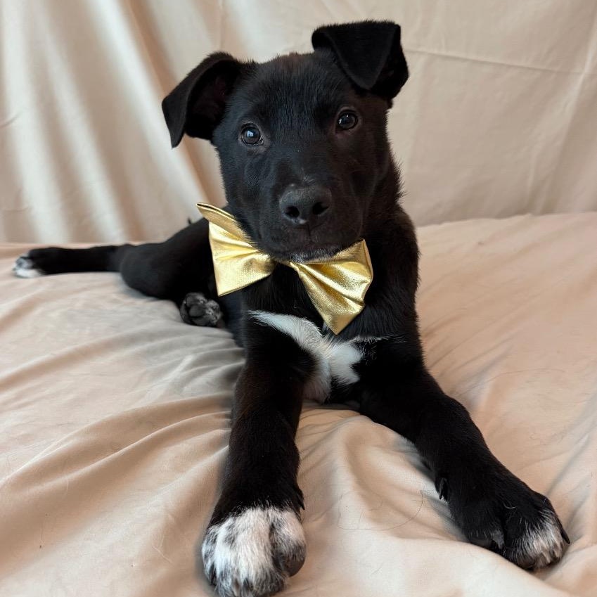 Azriel, ADOPTABLE, Young Male Border Collie & Black Labrador Retriever.
