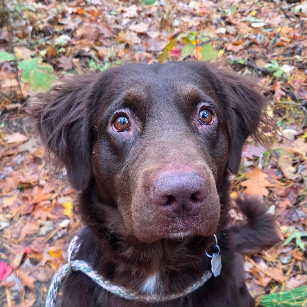 Enlarge Oliver, a Adoptable mixed breed in Kennebunk, ME image 1/1