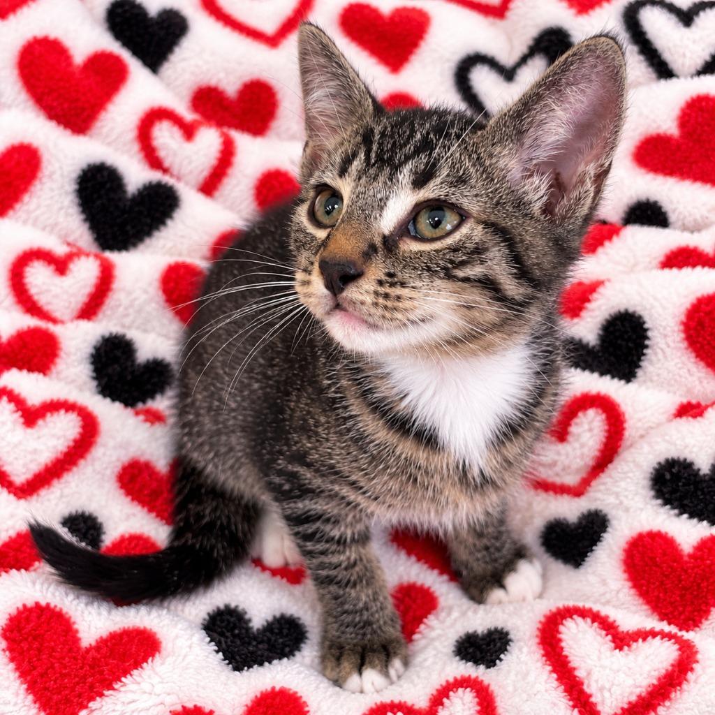 Enlarge Aang, a Adoptable mixed breed in Corpus Christi, TX image 1/1