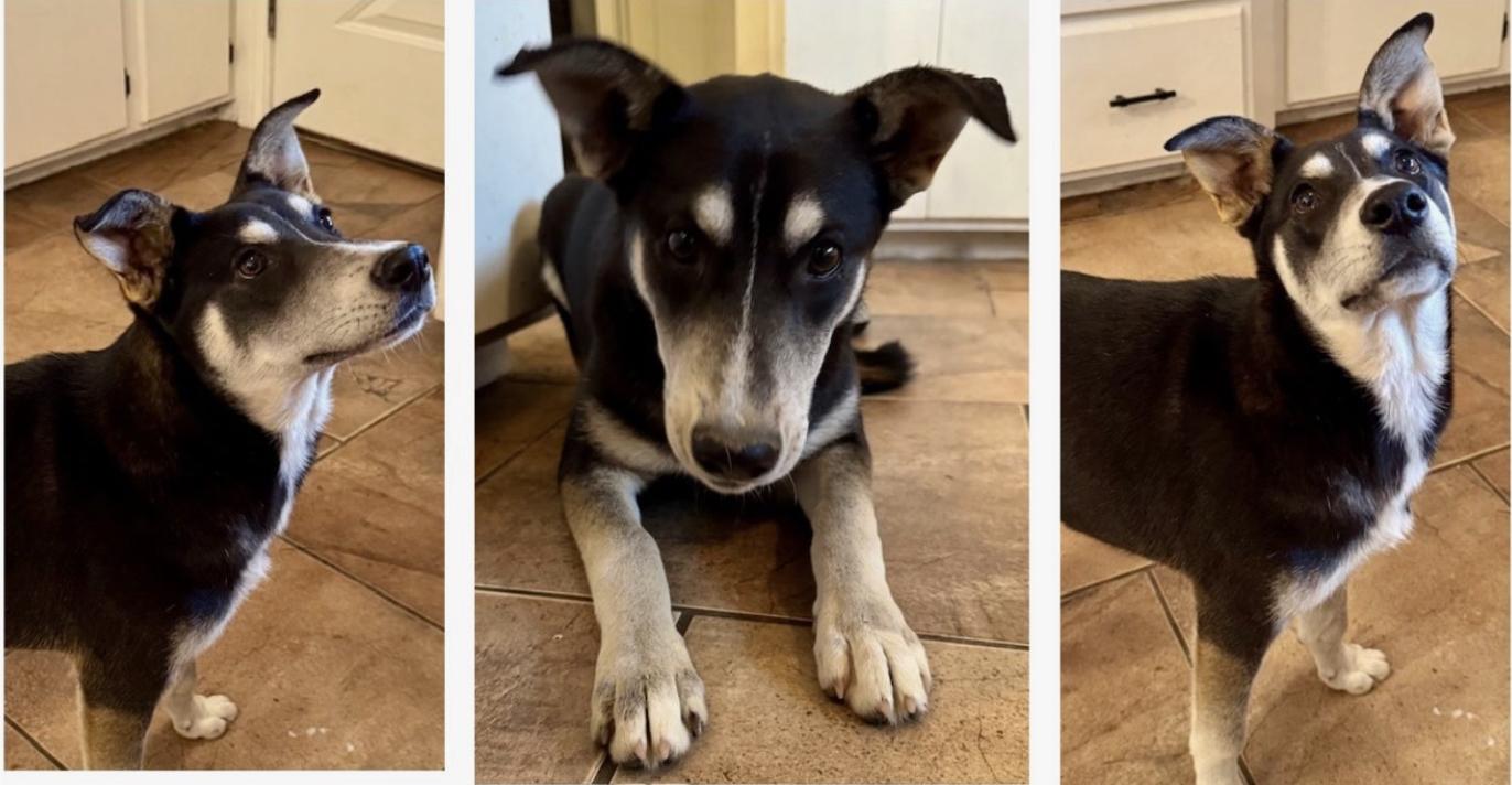 Enlarge Liles, a Adoptable Mixed Breed in Livingston, TX image 1/2