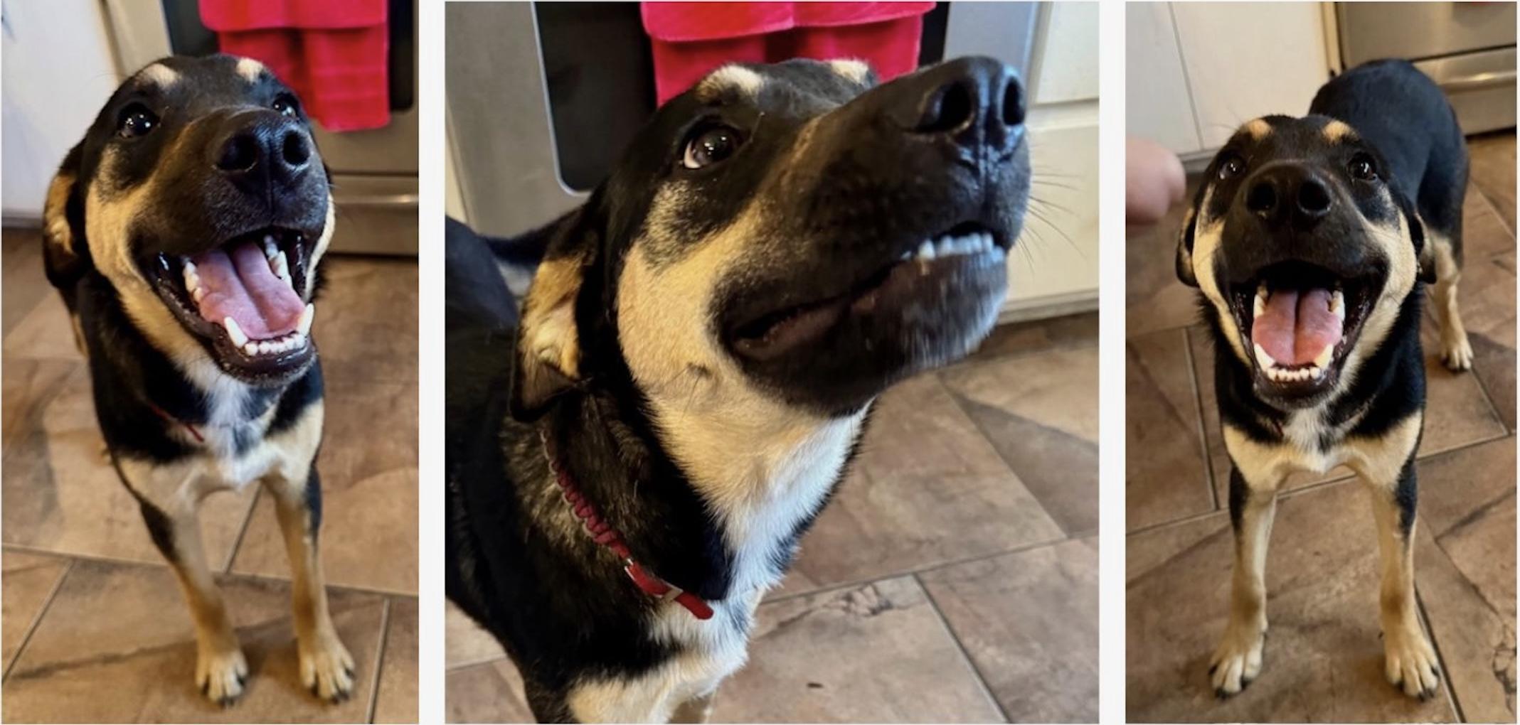 Enlarge Liles, a Adoptable Mixed Breed in Livingston, TX image 2/2