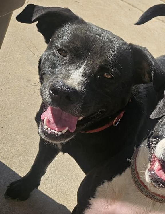 Rose, ADOPTABLE, Young Female Terrier.