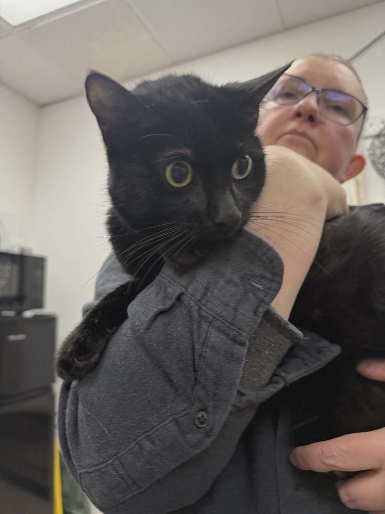 Mia, Adoptable, Young Female Domestic Short Hair.