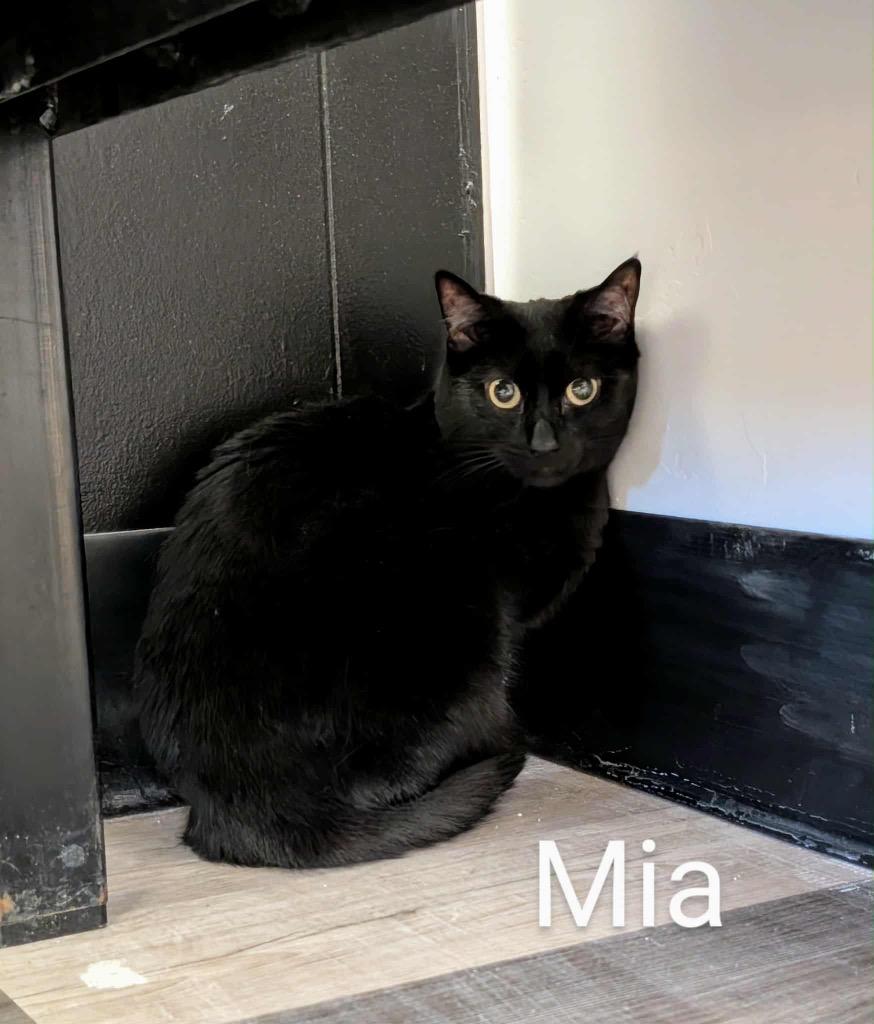 Enlarge Mia, a Adoptable mixed breed in Grand Junction, CO image 2/2